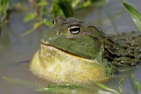 Giant African Bullfrog