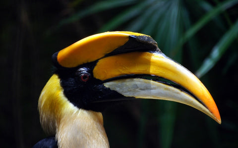 Greater Hornbills