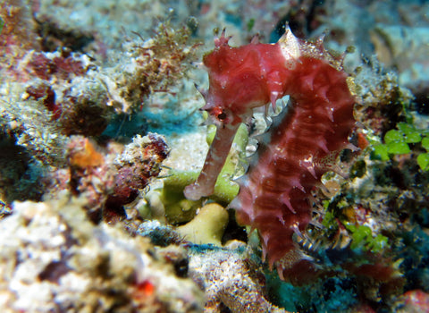 Seahorse