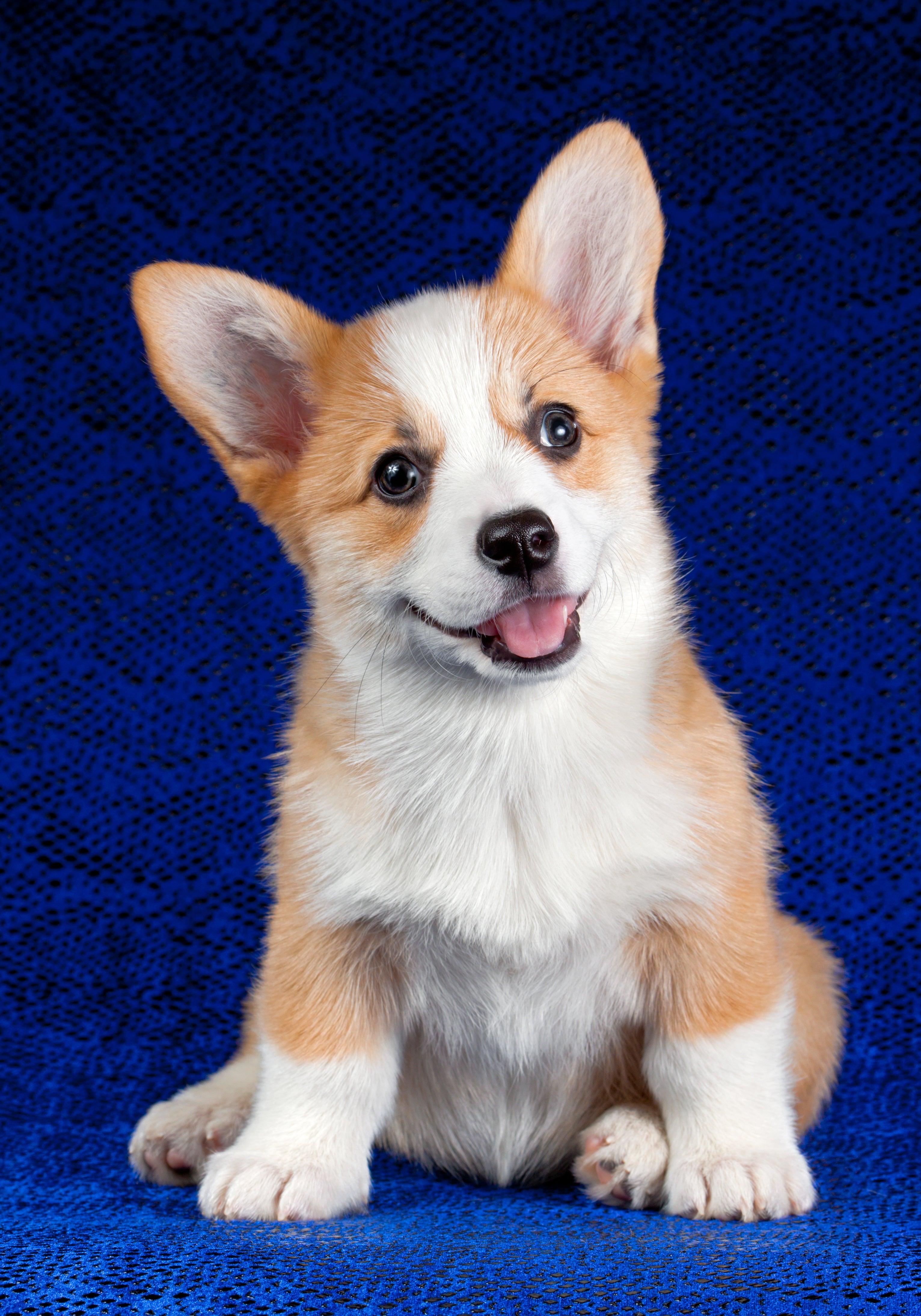 what should i feed my corgi puppy