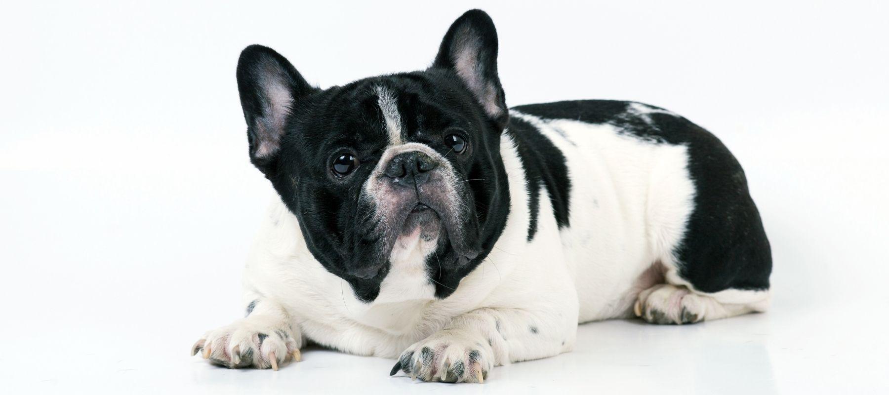 how do you punish a french bulldog