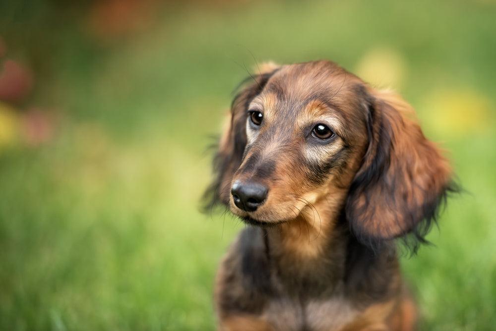 are long haired dachshunds good family dogs