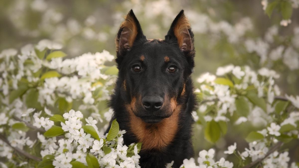 can a beauceron be an outside pet