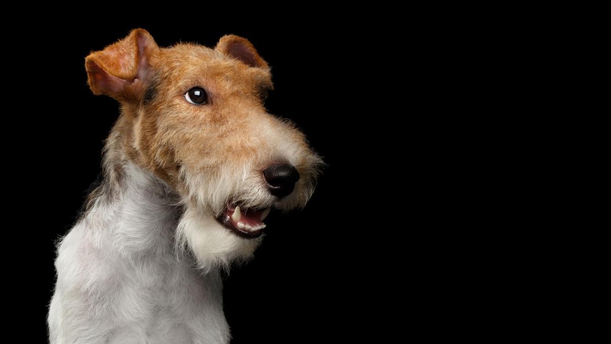 are smooth fox terriers smart