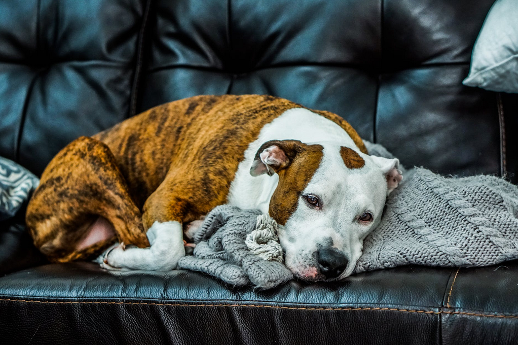 how to keep dog from licking couch