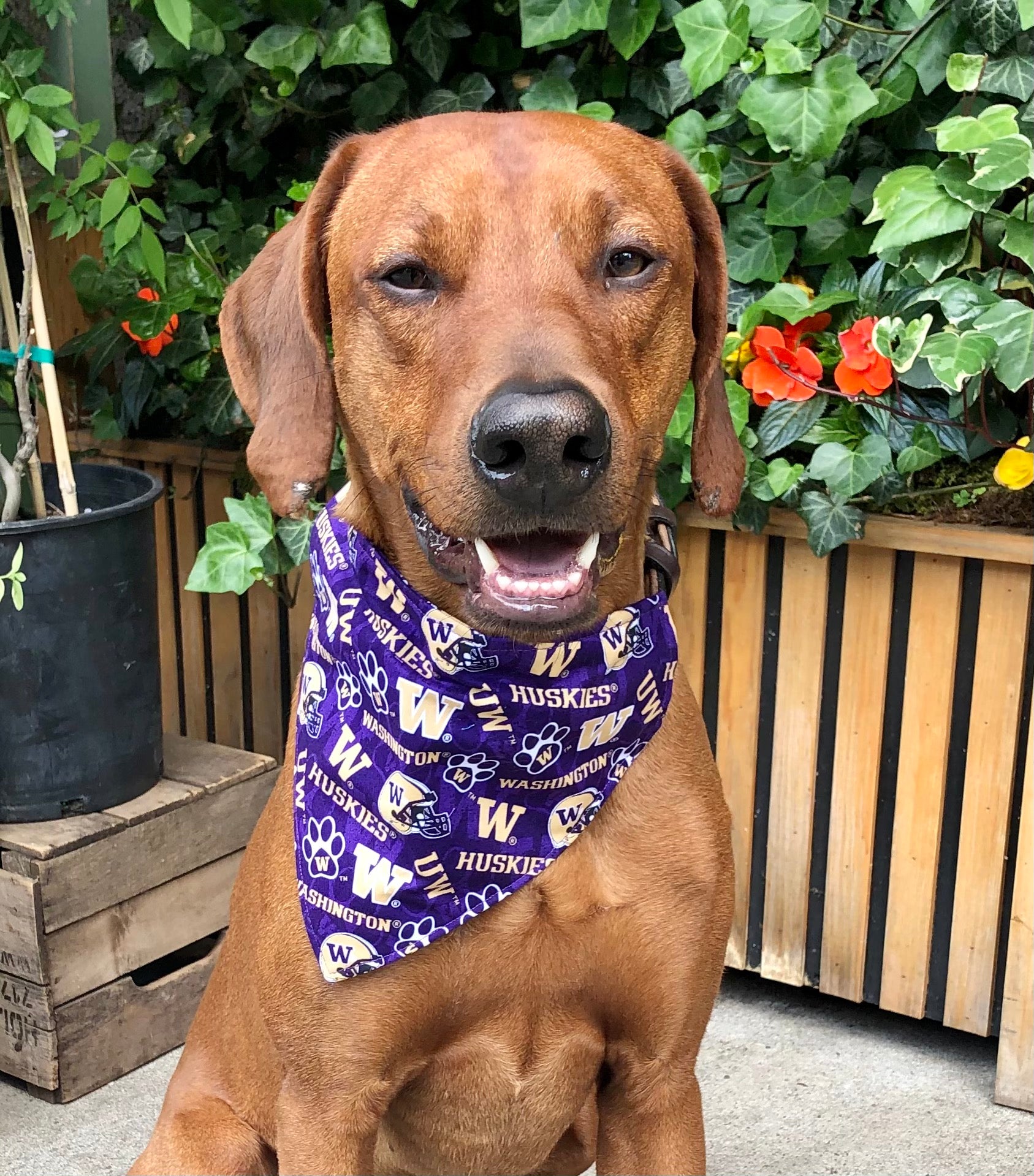 Buffalo Mafia Dog Bandana – Koa's Ruff Life