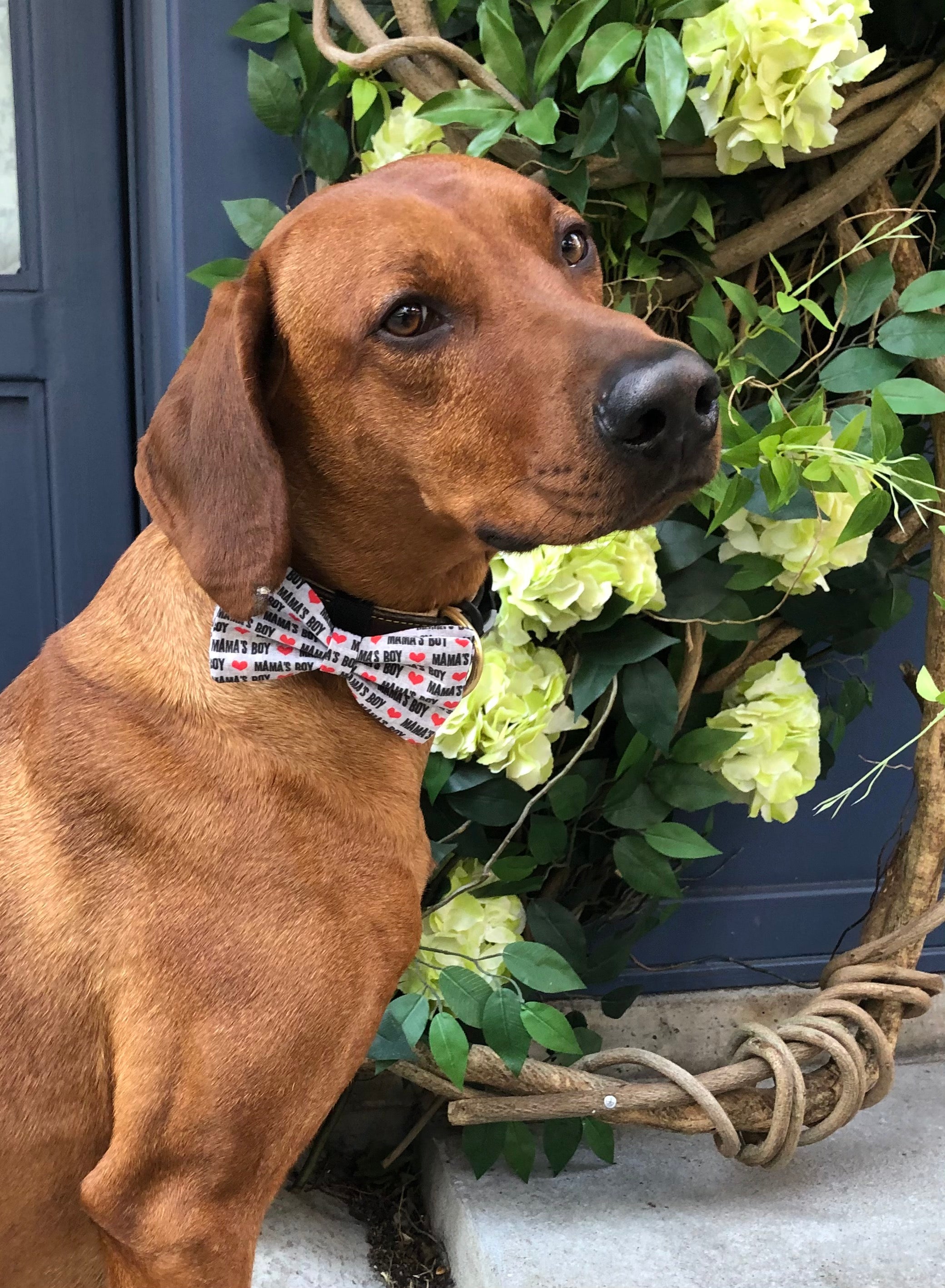 Collar Bow Tie Red Cute Dog Bow Tie Mama's Boy Day Dog Bow Puppy Bow Designer Dog Bow Red Dog Bow Tie