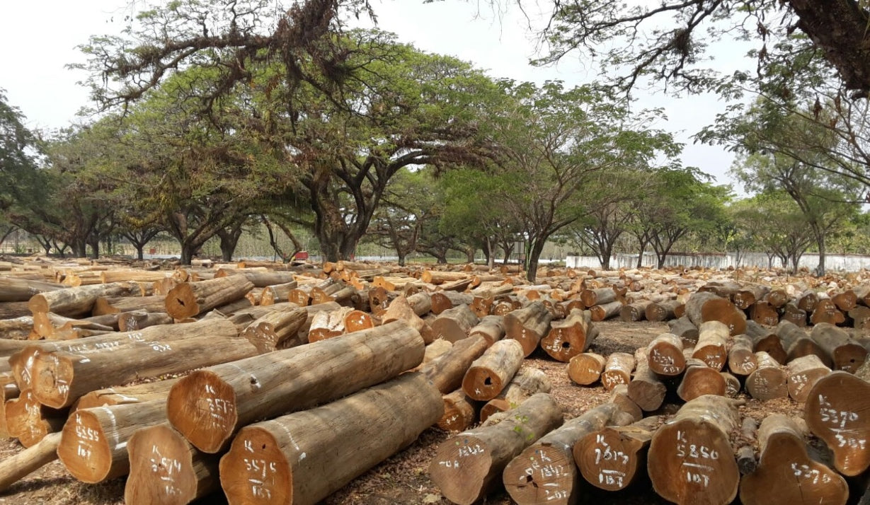 Onderbreking Ademen Rubber 5 meest gebruikte Indonesische houtsoorten voor meubels