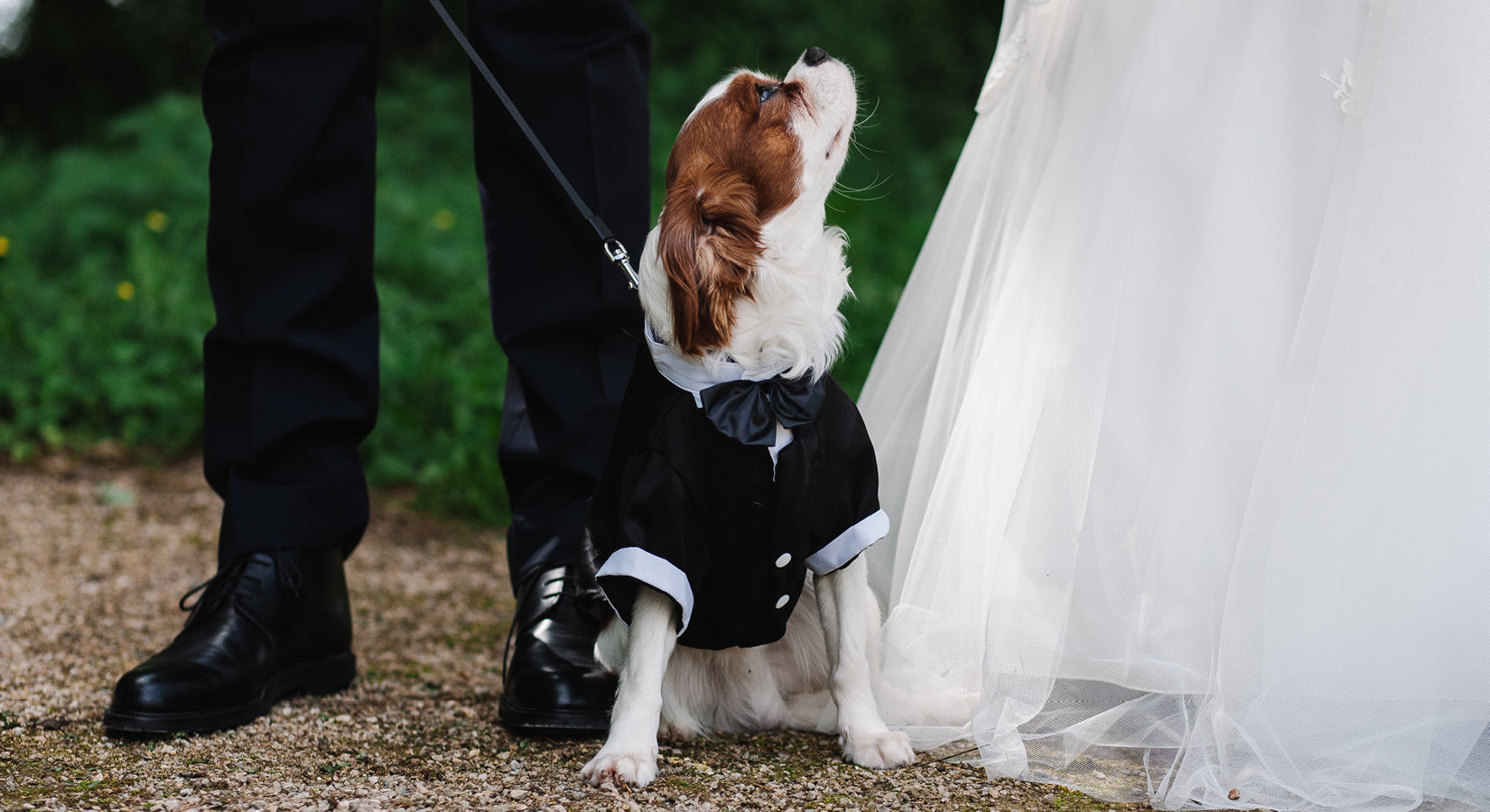 how do you have a dog at your wedding