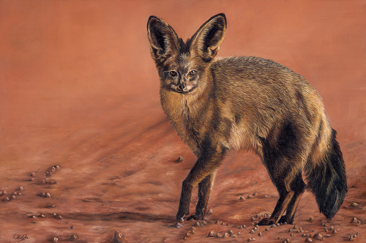 bat eared fox drawing