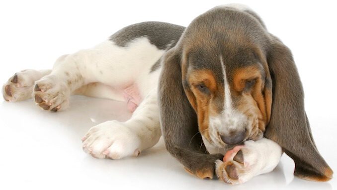 why is my basset hound excessively licking paws