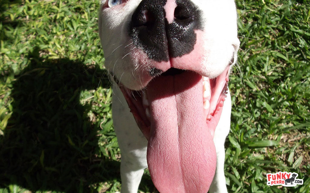 Resultado de imagen de perro dando beso