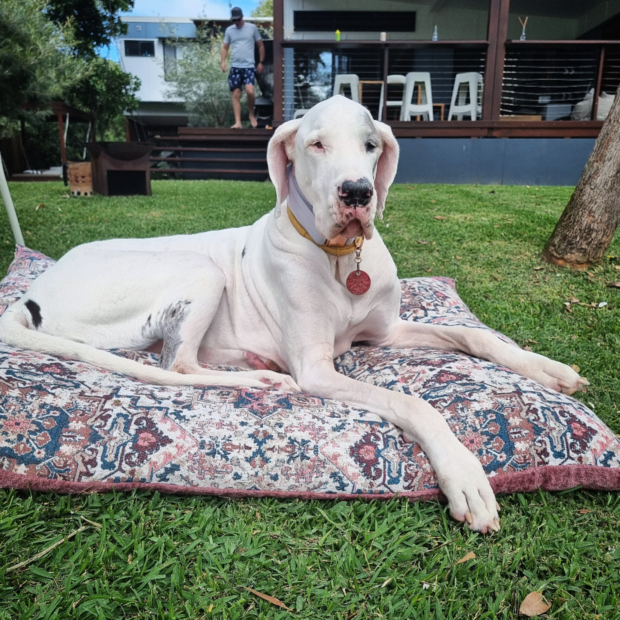 what are the rules for keeping a great dane in montserrat