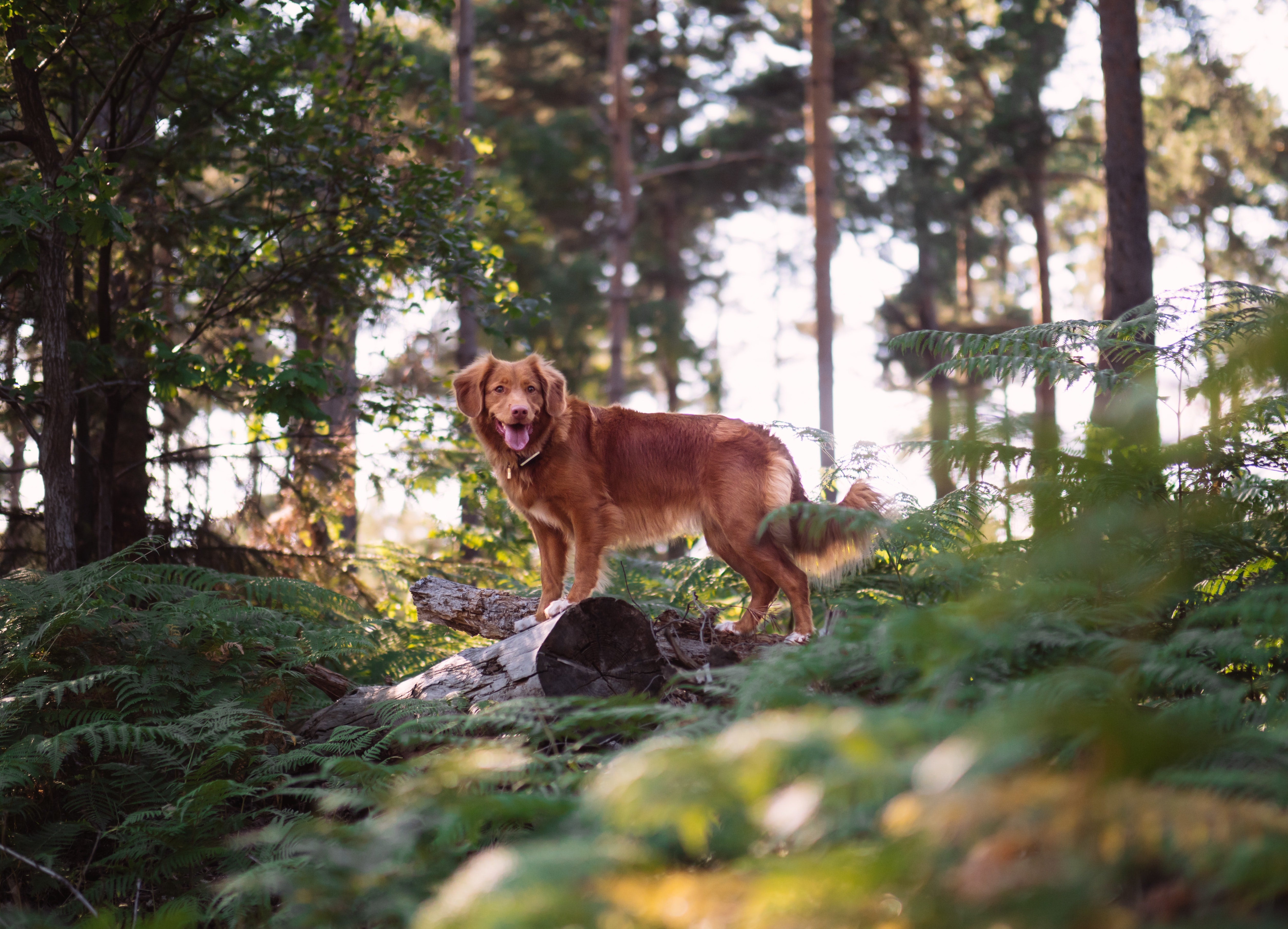 can dogs get lost in the woods