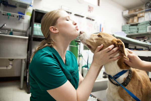 dieta barf contra pienso veterinarios 