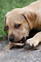 dieta barf perros gatos