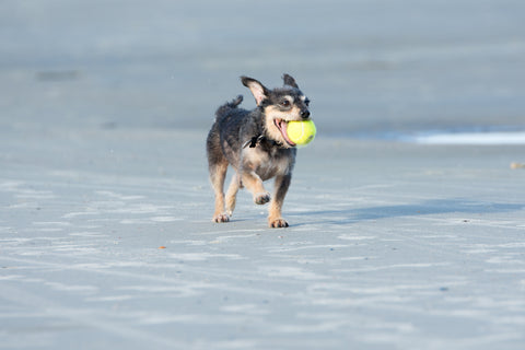 Perrito corriendo feliz en la playa