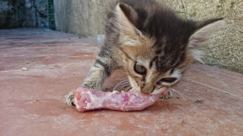los gatos comen carne, no pienso