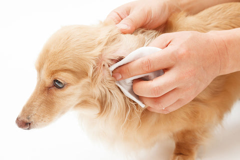limpiar oídos de perros y gatos aceite de coco