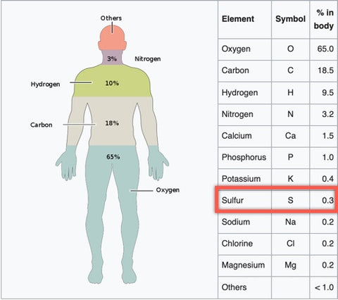 composición del cuerpo