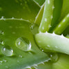 aloe vera alimento para gatos