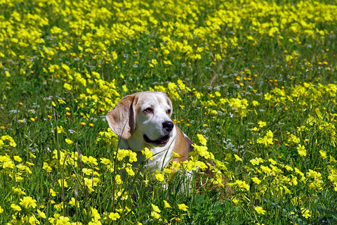 dog in spring suffering allergies MSM