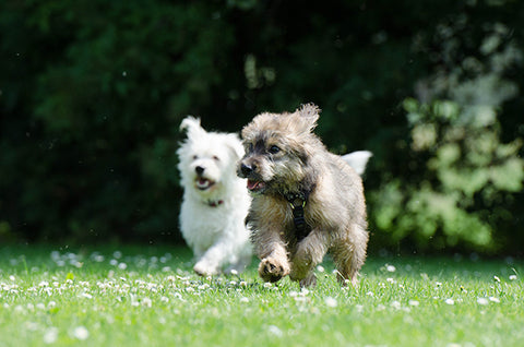 blog puromenu consejos primavera perros jugando