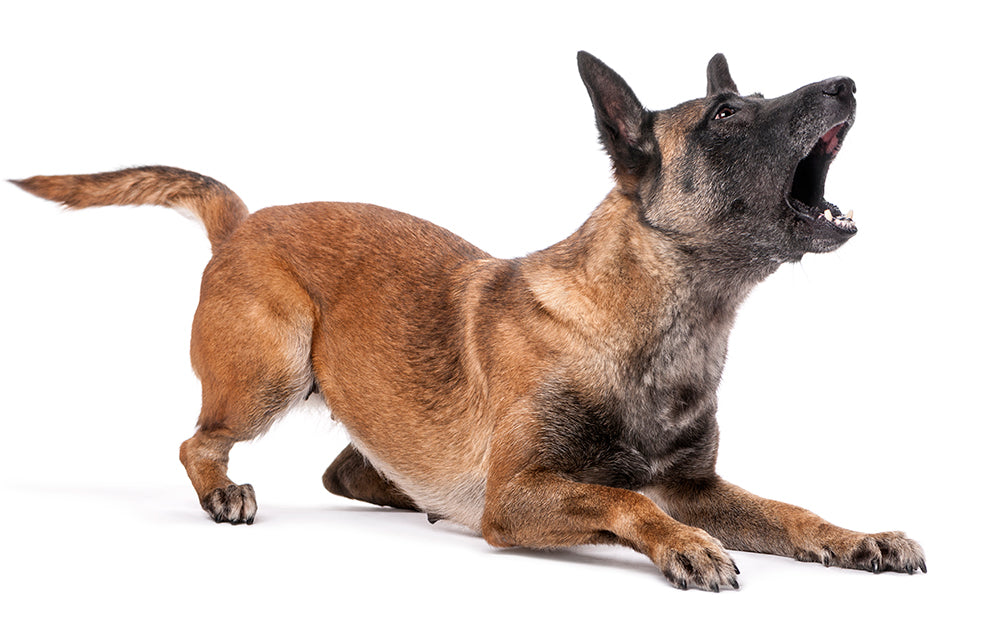 Defensas a tope, receptas para perros