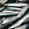 sardinas alimento para gatos