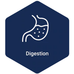 Digestion