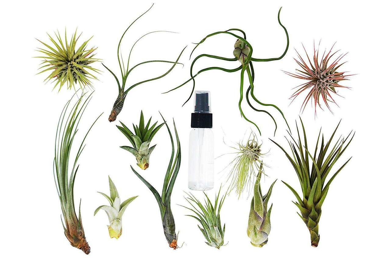 Tillandsia Air Plant Variety w/ Spray - 7 Pack