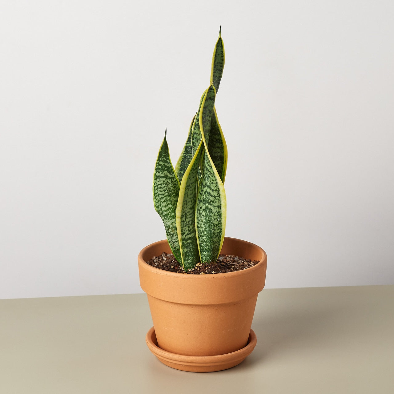 Snake Plant Laurentii - 4