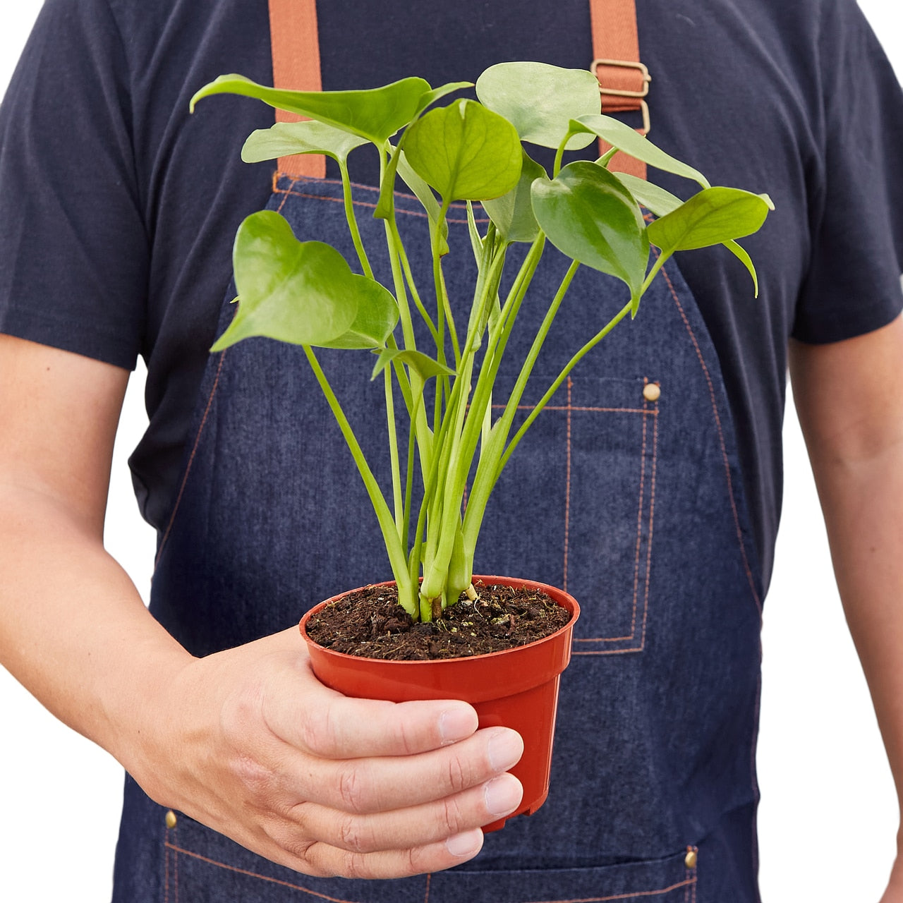 Philodendron Monstera Split-Leaf - 4