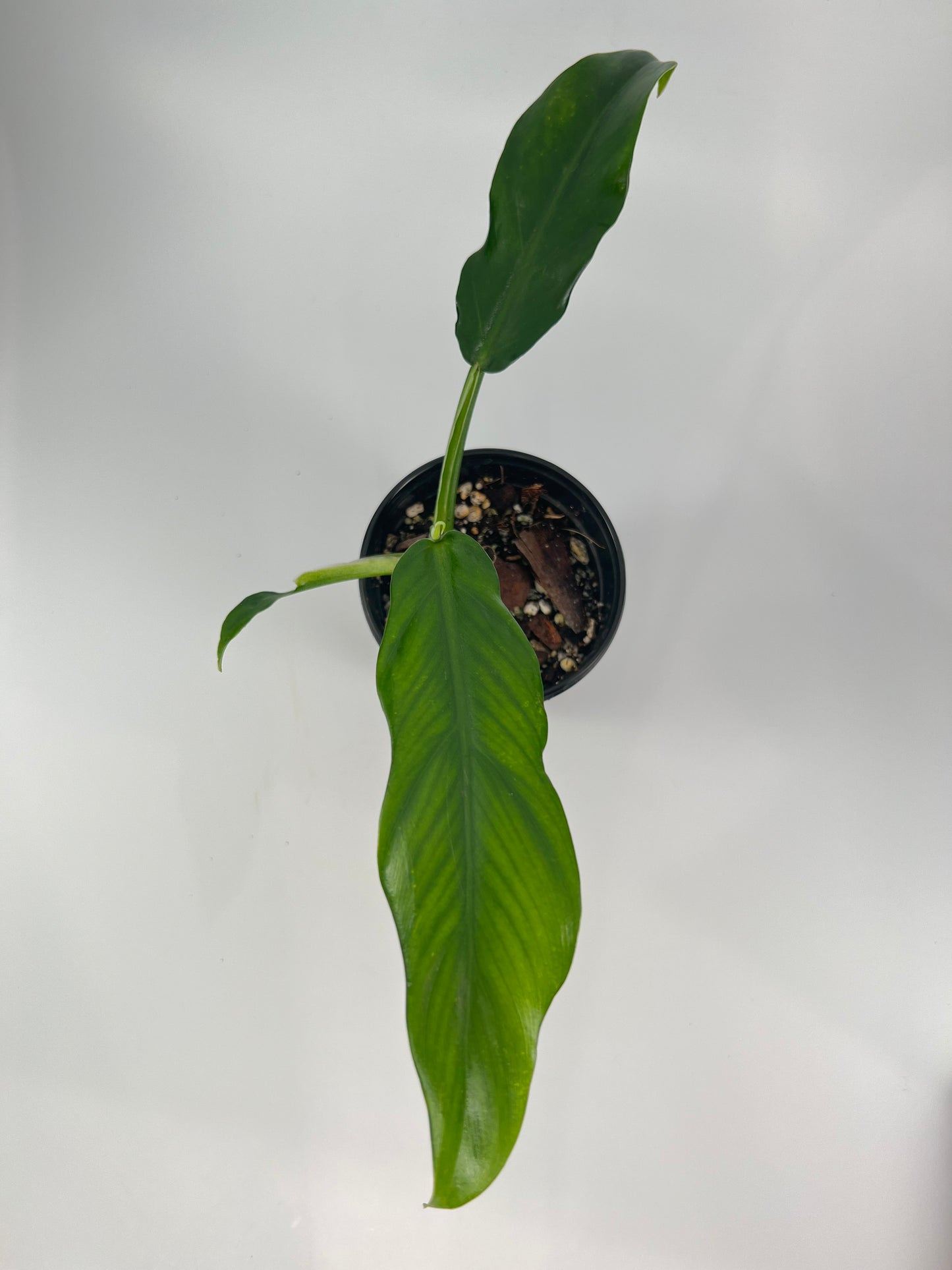 Philodendron Elegans