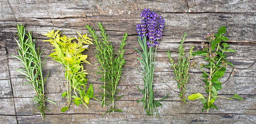 Provence Herbs