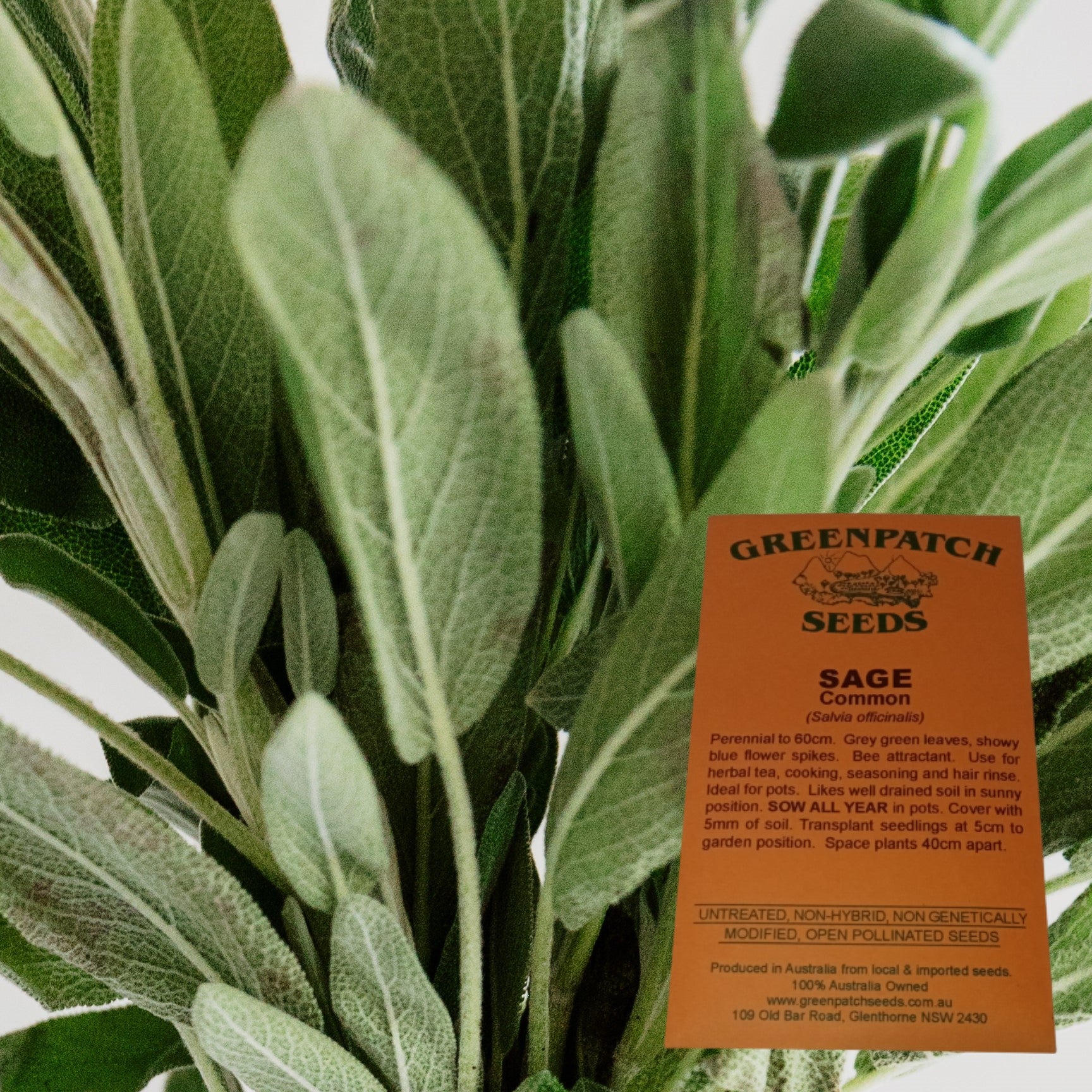 Sage Seed Packet - Common Sage - Heirloom Herb Seeds – YourVegePatch