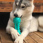Dog Supplies Chew Toys