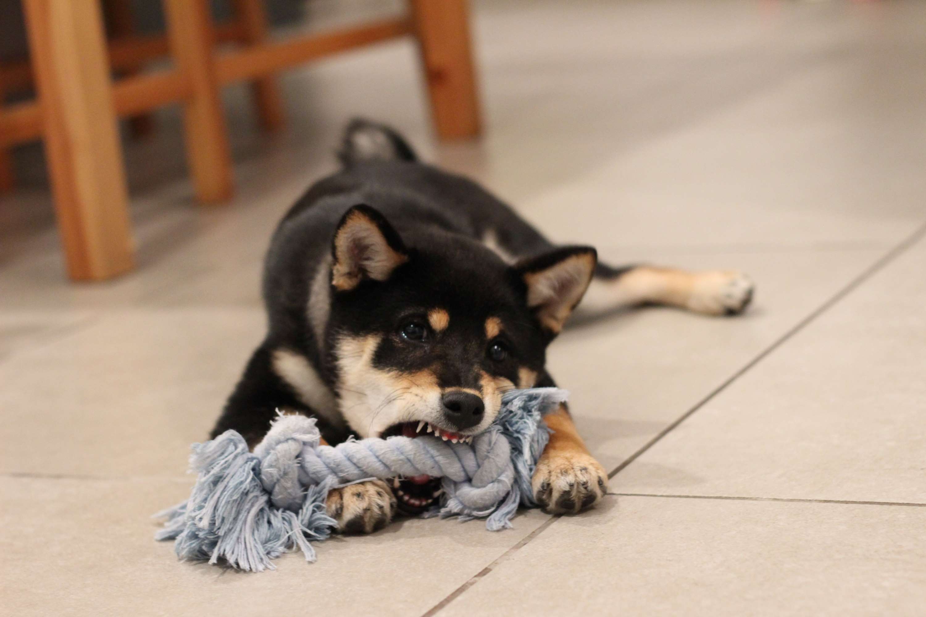 puppies fighting over toys