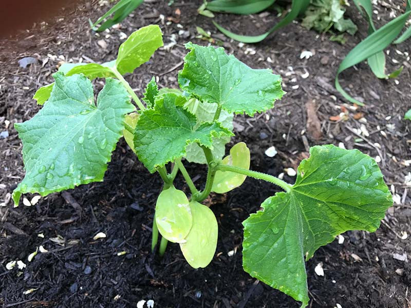 Cotyledons on a cucumber seedling