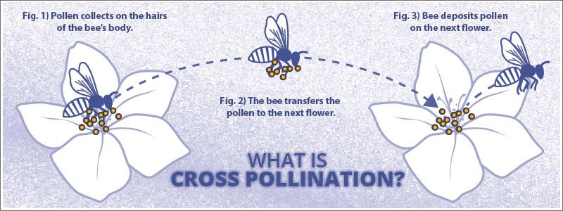 What is Cross Pollination?