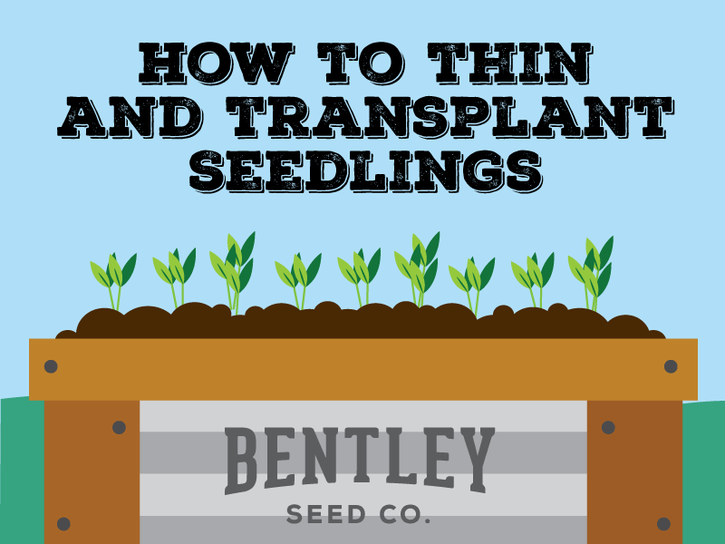 How to thin and transplant seedlings