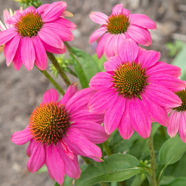 wild echinacea plant