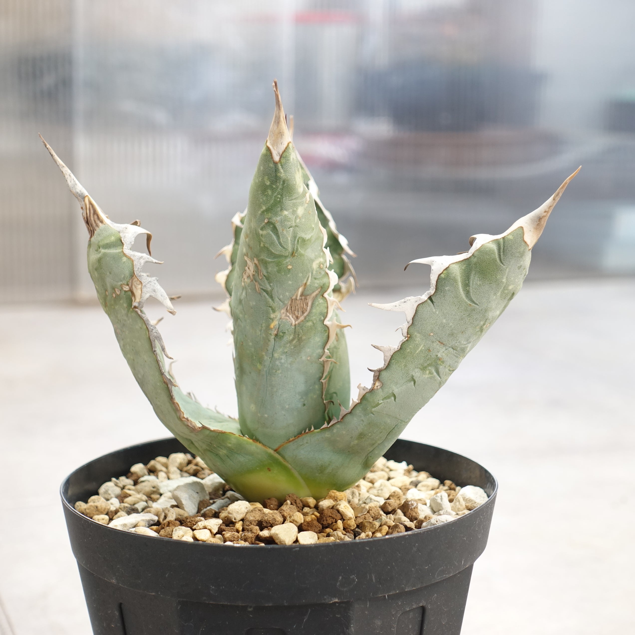 アガベ オアハカ オテロイ 現地株 agave Oaxaca Oteroi 植物