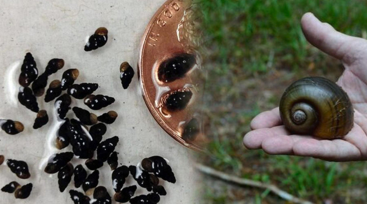 Pond Snails Volume II Invasive Pond Snails & Strategies Midwest Ponds