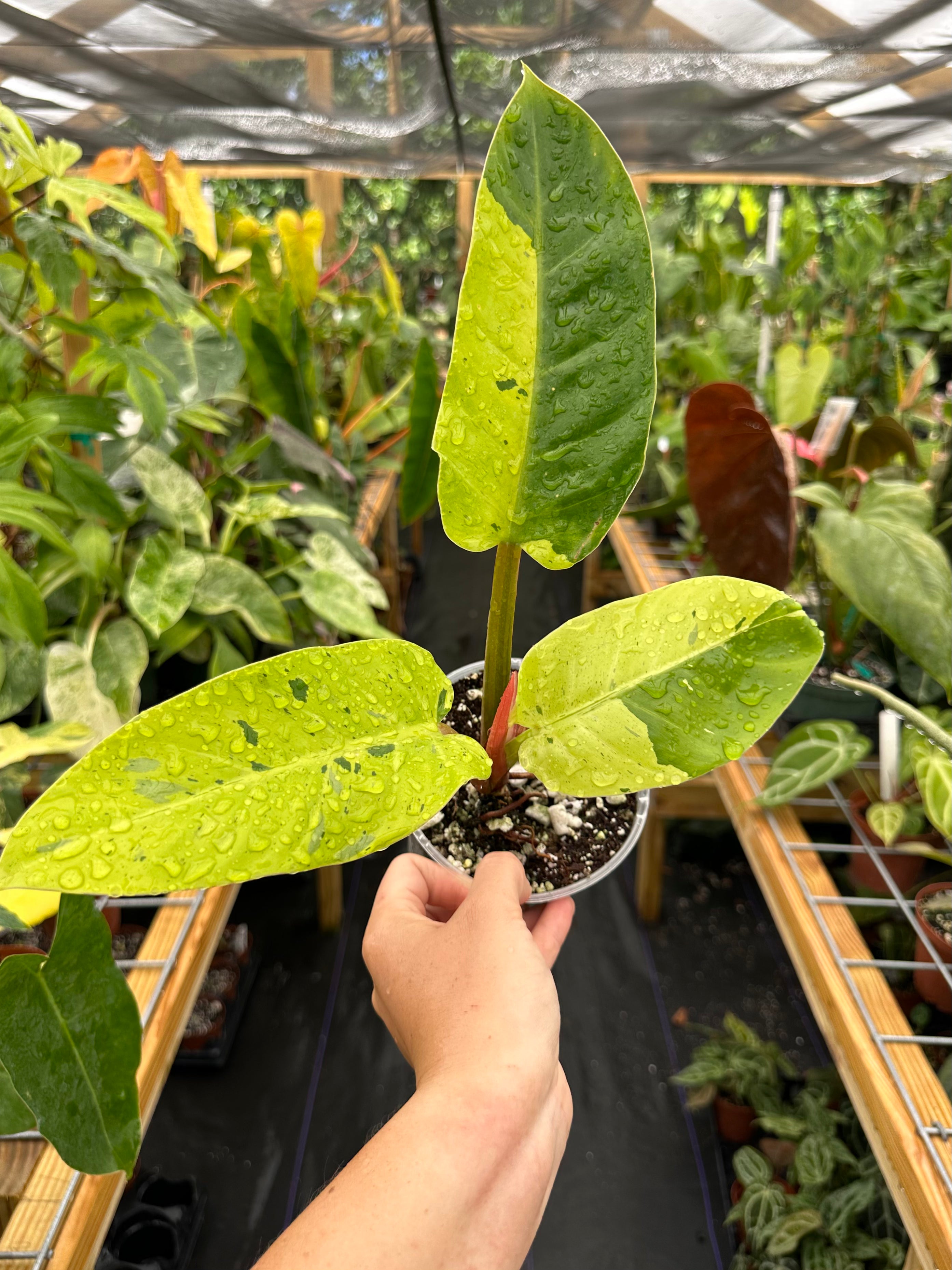 Philodendron Ruaysap / Rui Sub Marble – Top Notch Tropical