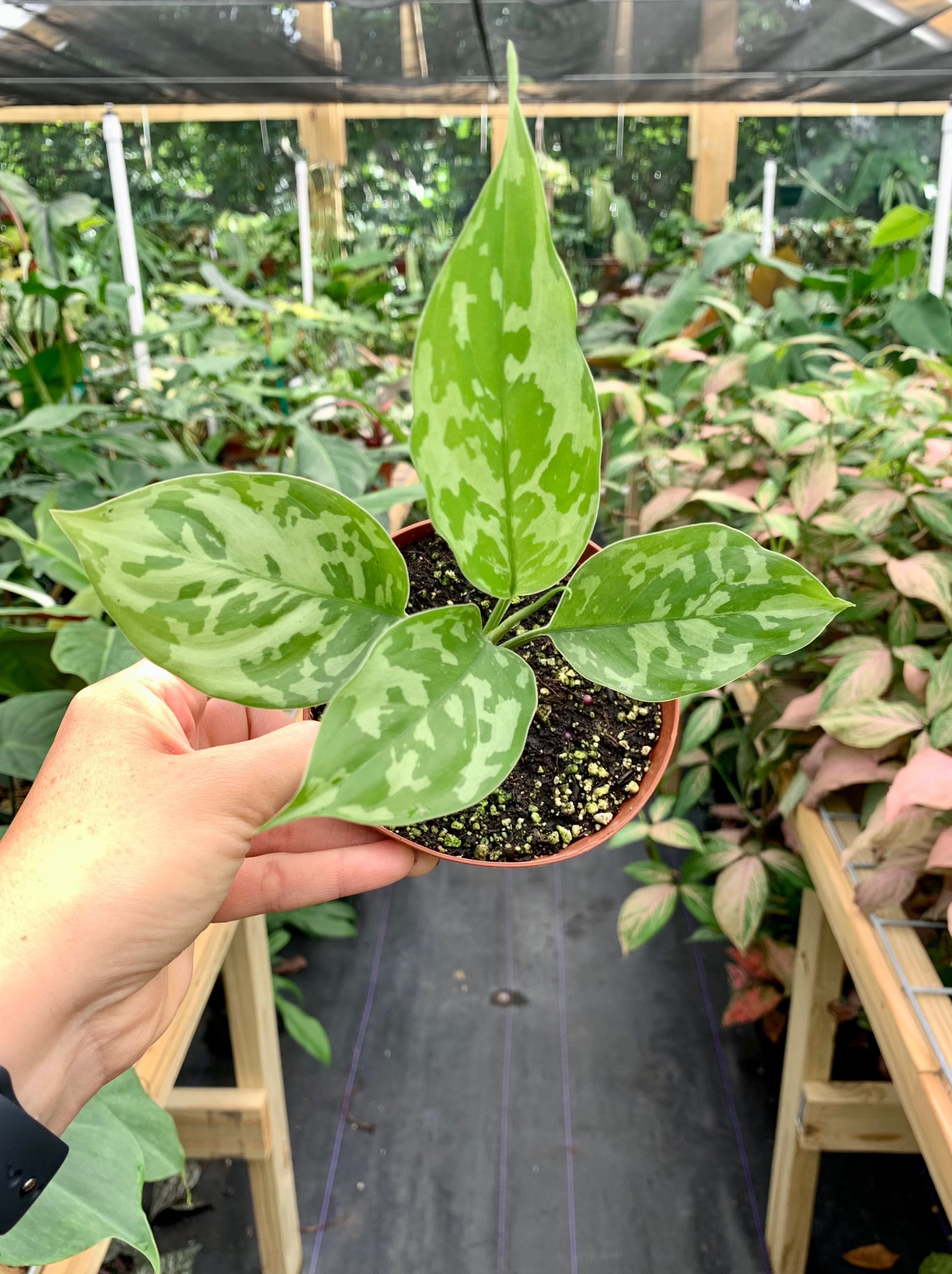 Aglaonema Pictum sp. (Silver / Bicolor ) 4”