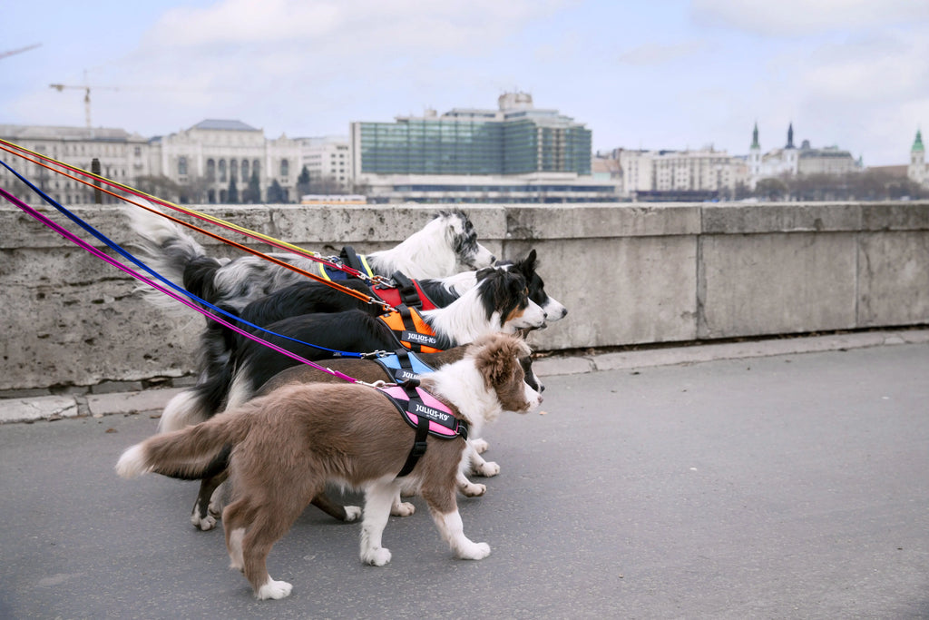 what is the purpose of a dog harness