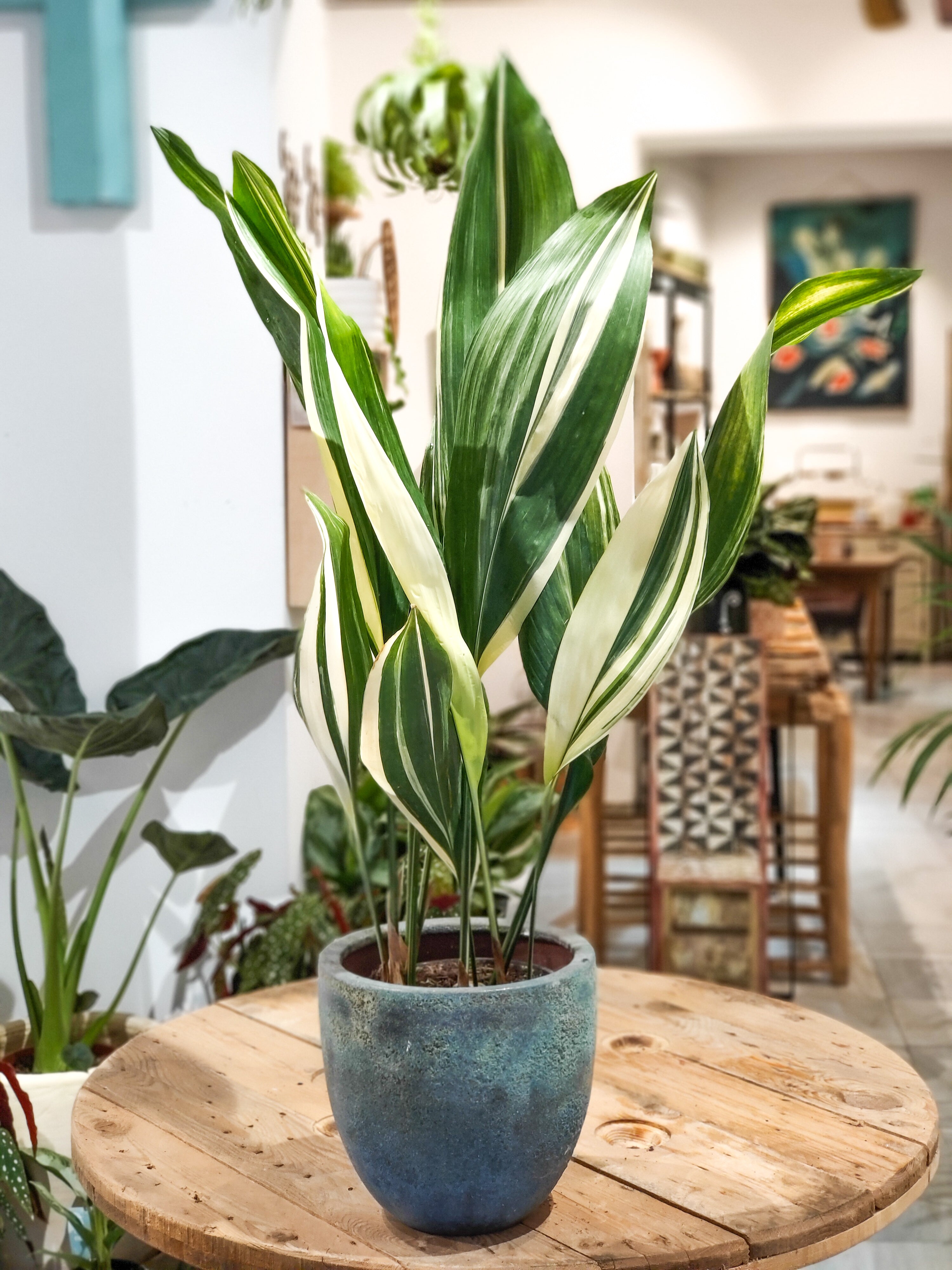 Aspidistra Elatior Variegata – Tropicale.plants