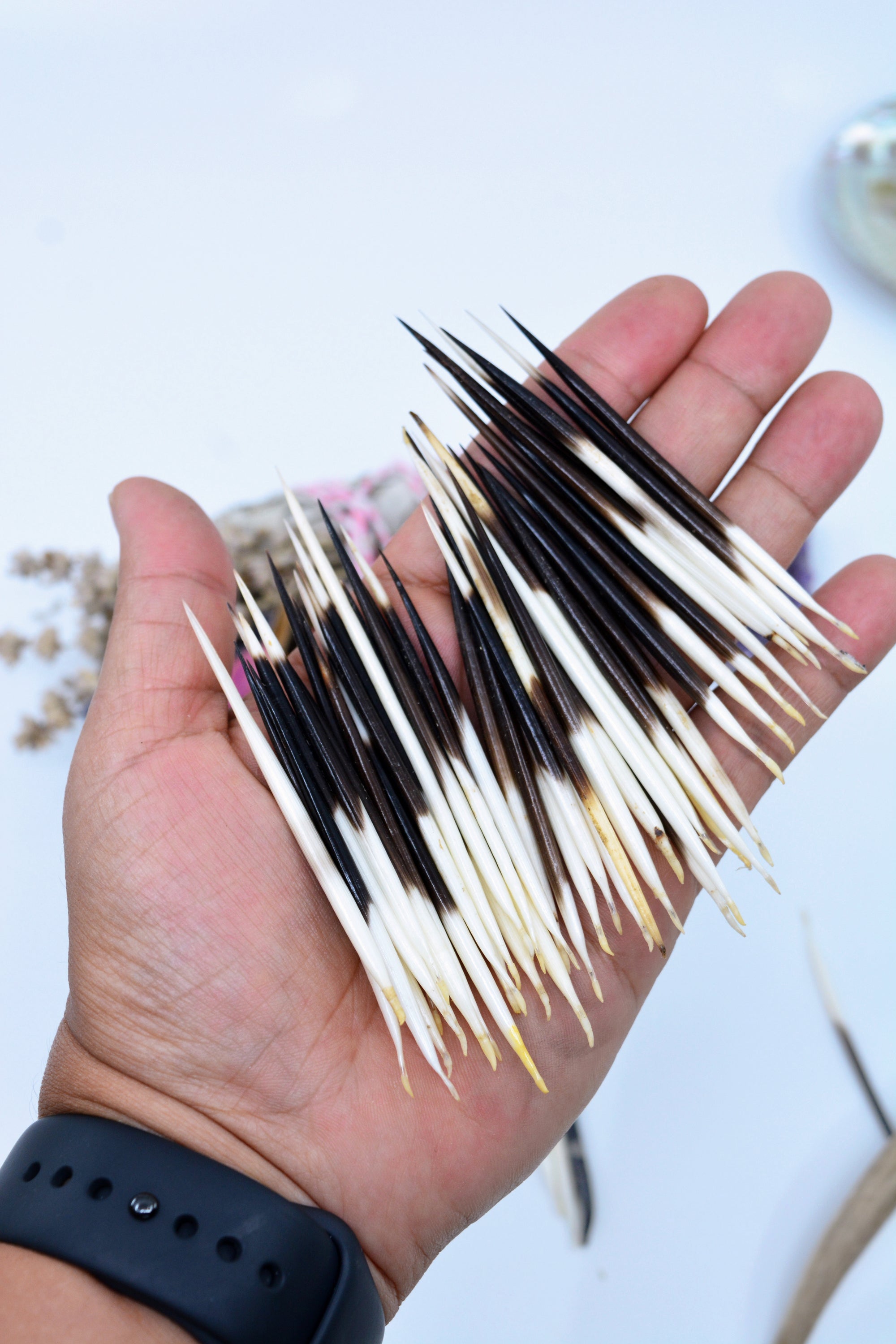 Dulles CBP Finds 100 Prohibited Porcupine Quills
