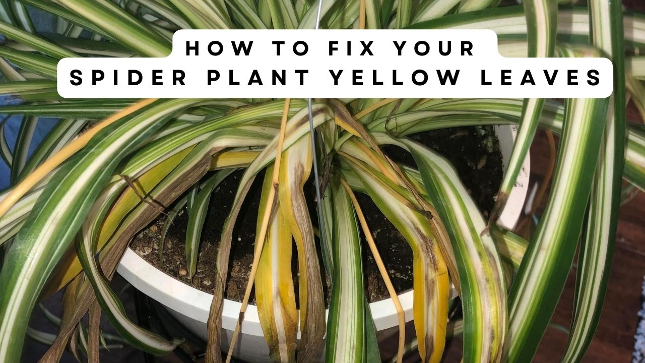 How to Fix Your Spider Plant Leaves Yellow Solutions)